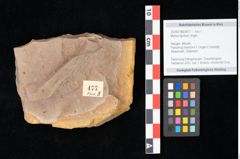 Foto (Objekt + Etikett) von Myrica lignitum (Unger) Saporta (NHMW-GEO-2024-0188-0477)